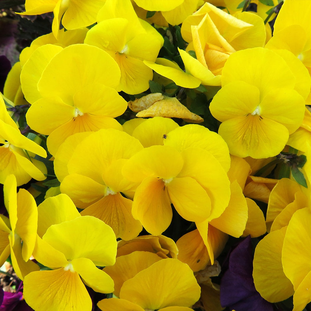 DeltaTM Pro Clear Yellow Pansy Plant