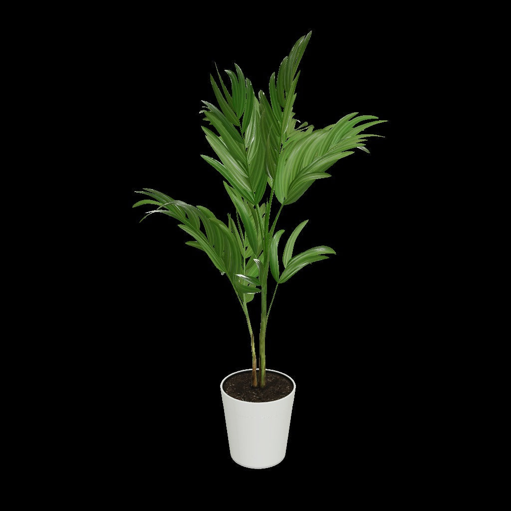 Christmas Palm