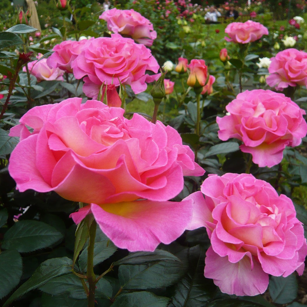 Julie AndrewsTM Patio Rose Tree