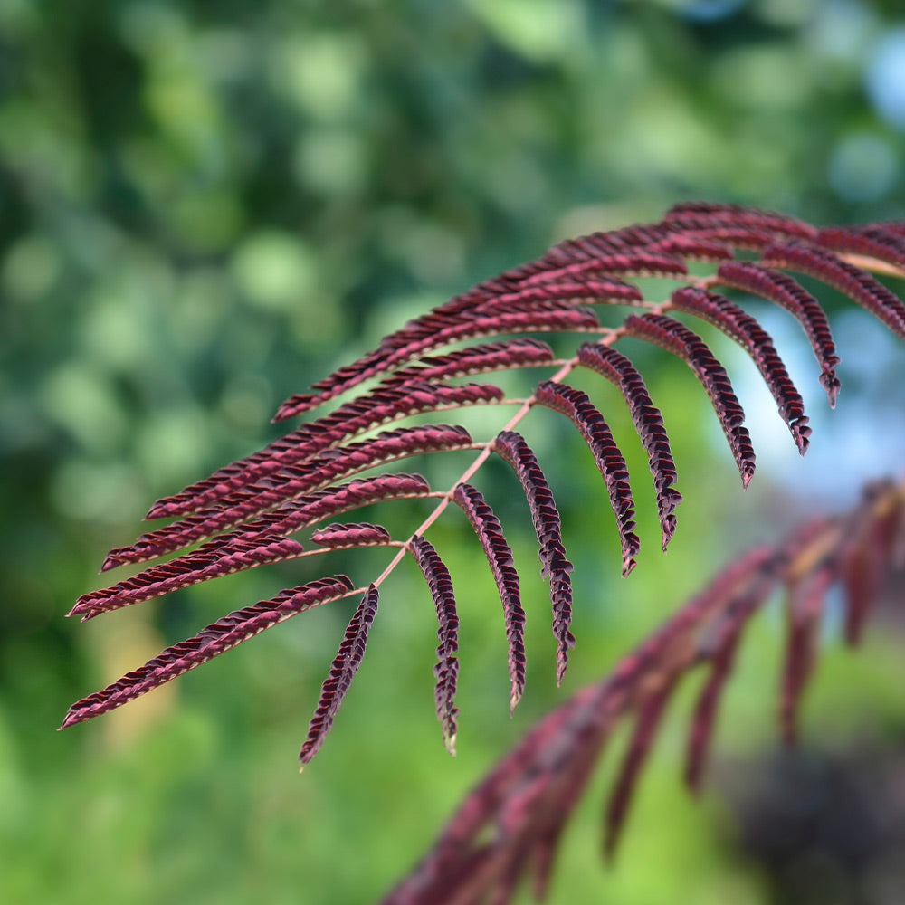 Chocolate FountainTM Weeping Mimosa