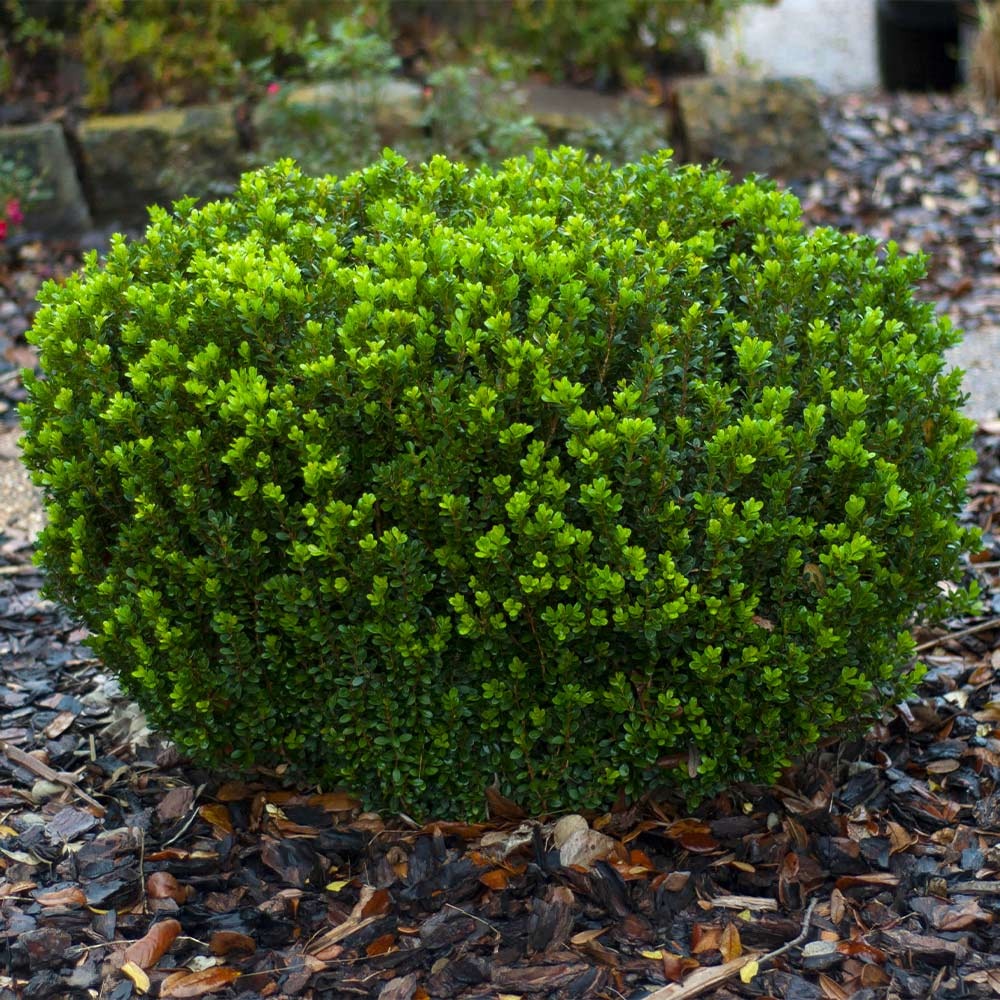 Southern Living® Baby Gem Boxwood Shrub