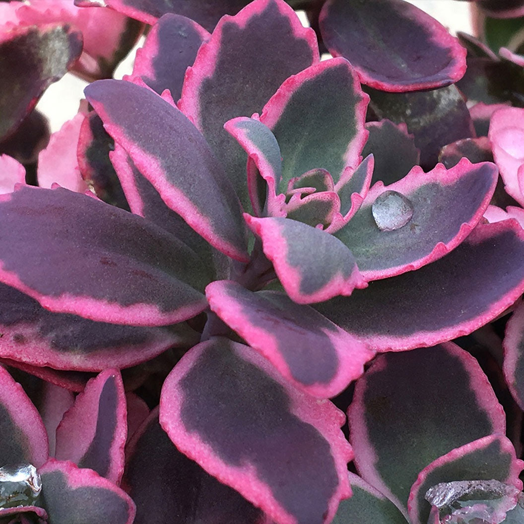 Sunsparkler® Dream Dazzler Sedum Plant