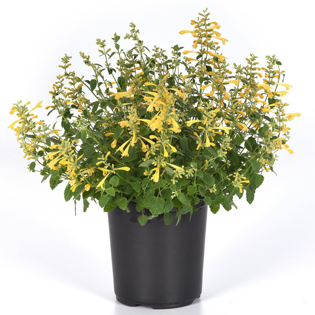 SummerlongTM Lemon Agastache Plant