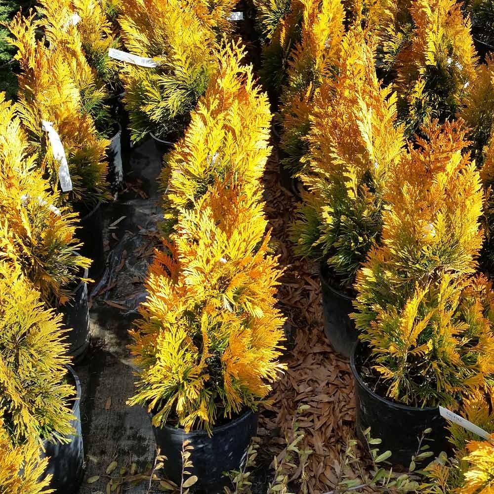 Southern Living® Forever GoldyTM Arborvitae Tree