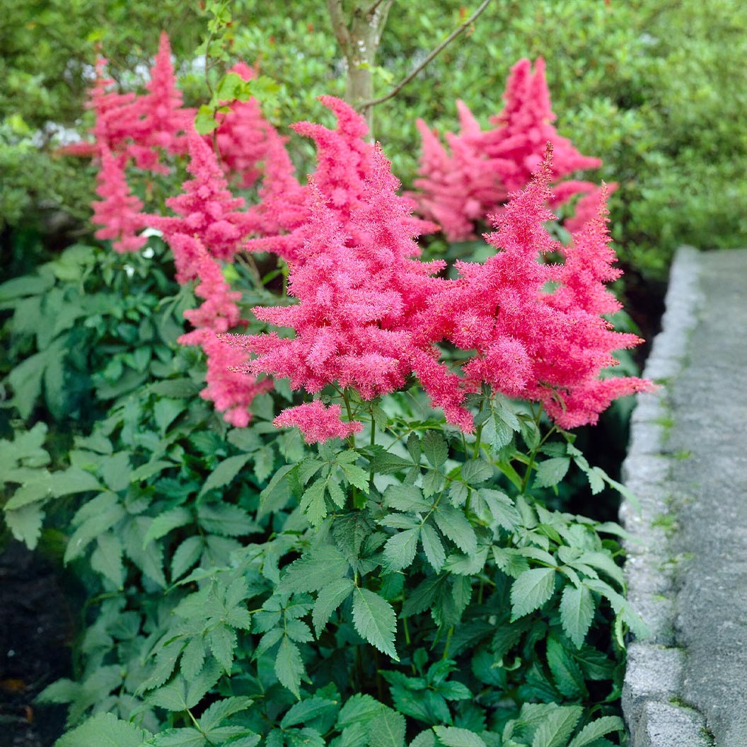 MusicTM Drum & Bass Astilbe Plant