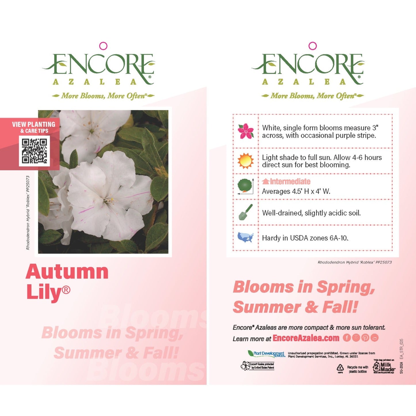 Autumn Lily® Encore® Azalea