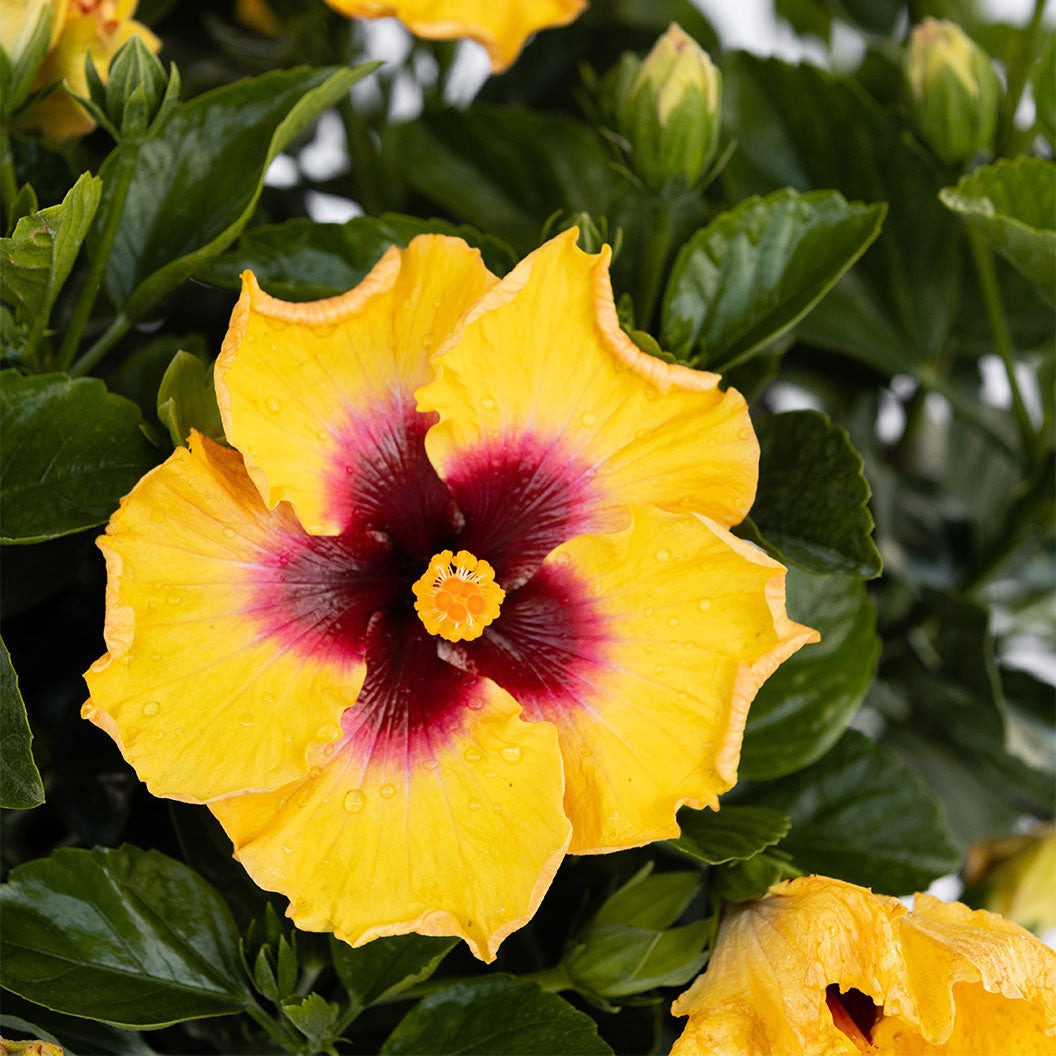 Rico SuaveTM Hollywood® Hibiscus