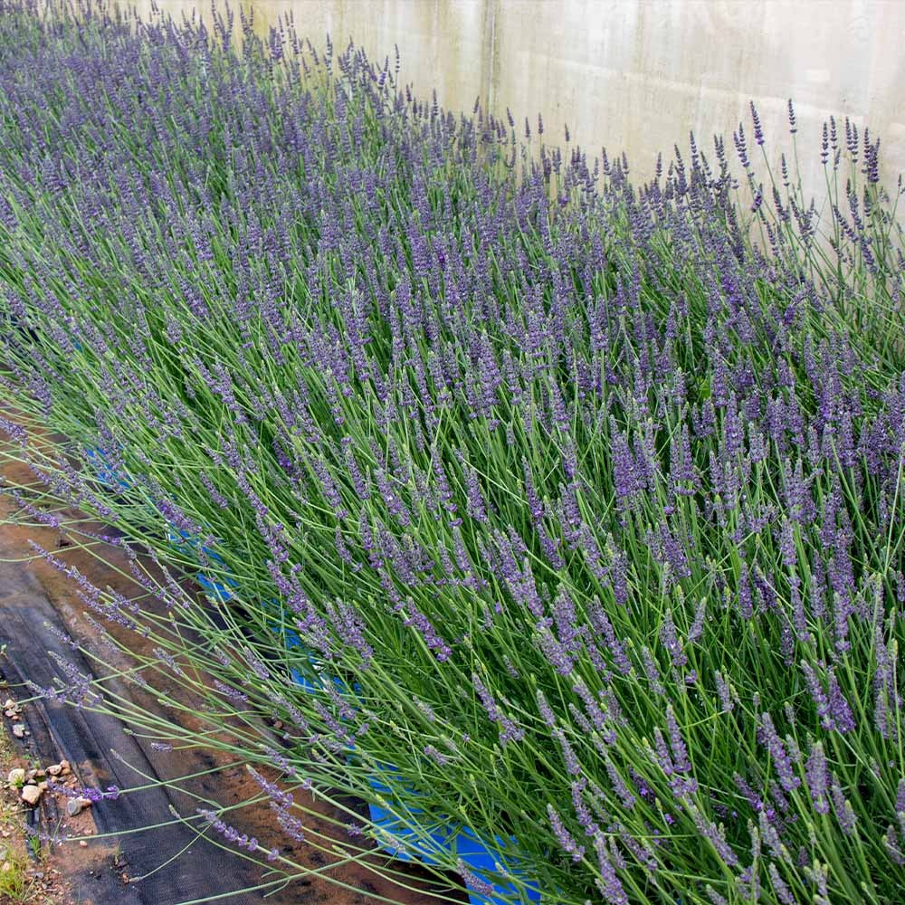 SensationalTM Lavender Plant