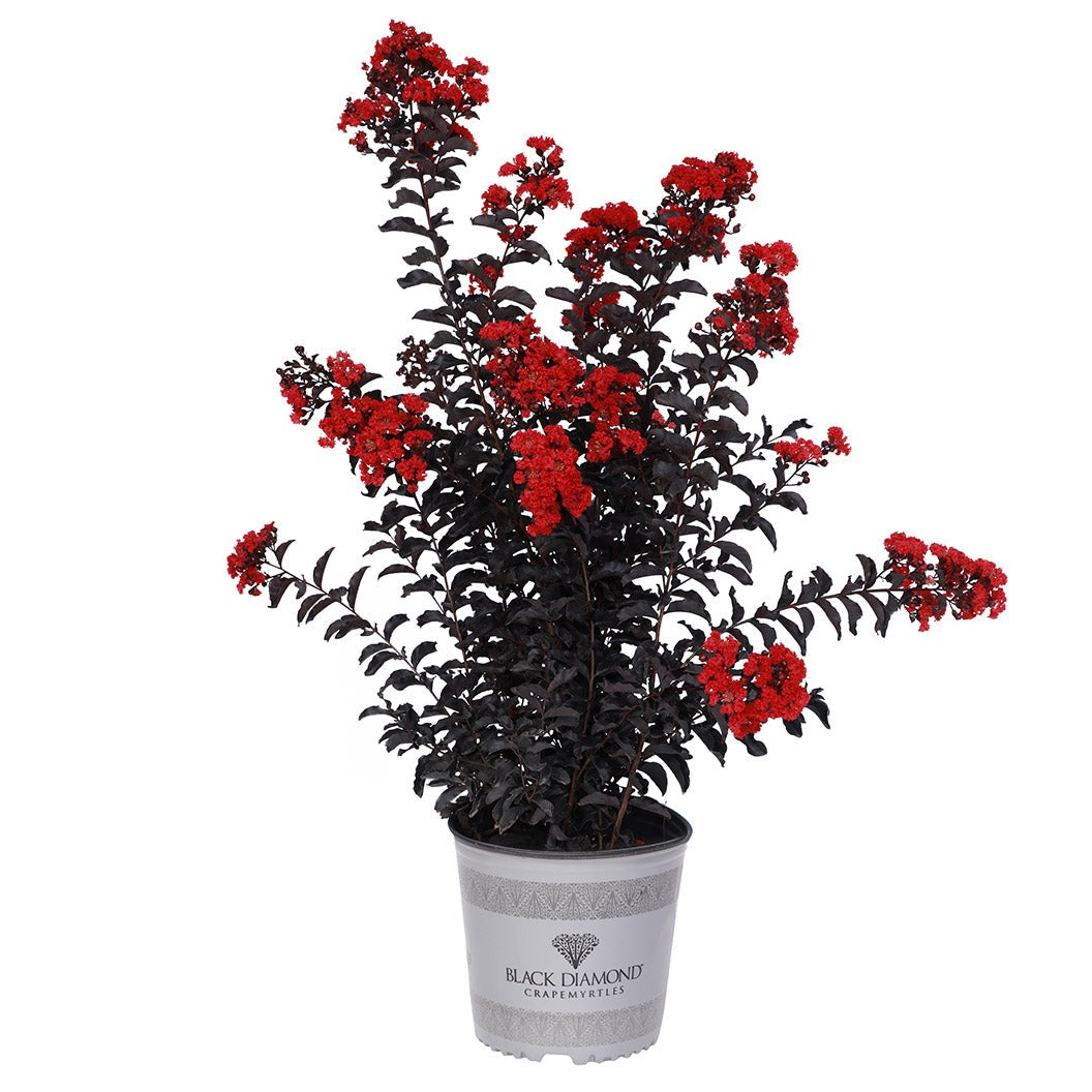 Black Diamond® Crimson CrownTM Crape Myrtle Shrub