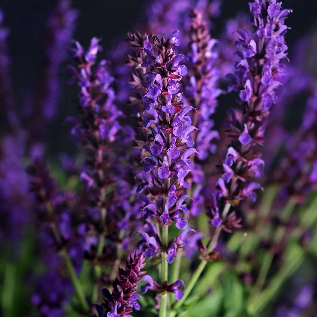 LyricalTM Blues Salvia Plant
