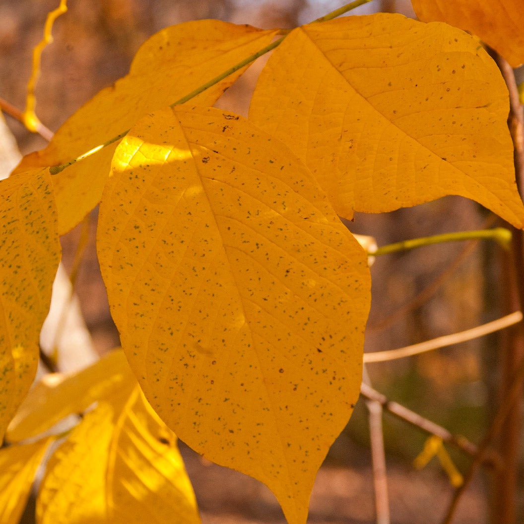 American Yellowwood Tree
