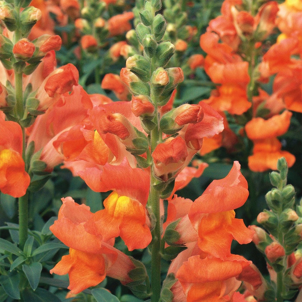 Liberty ClassicTM Bronze Snapdragon Plant