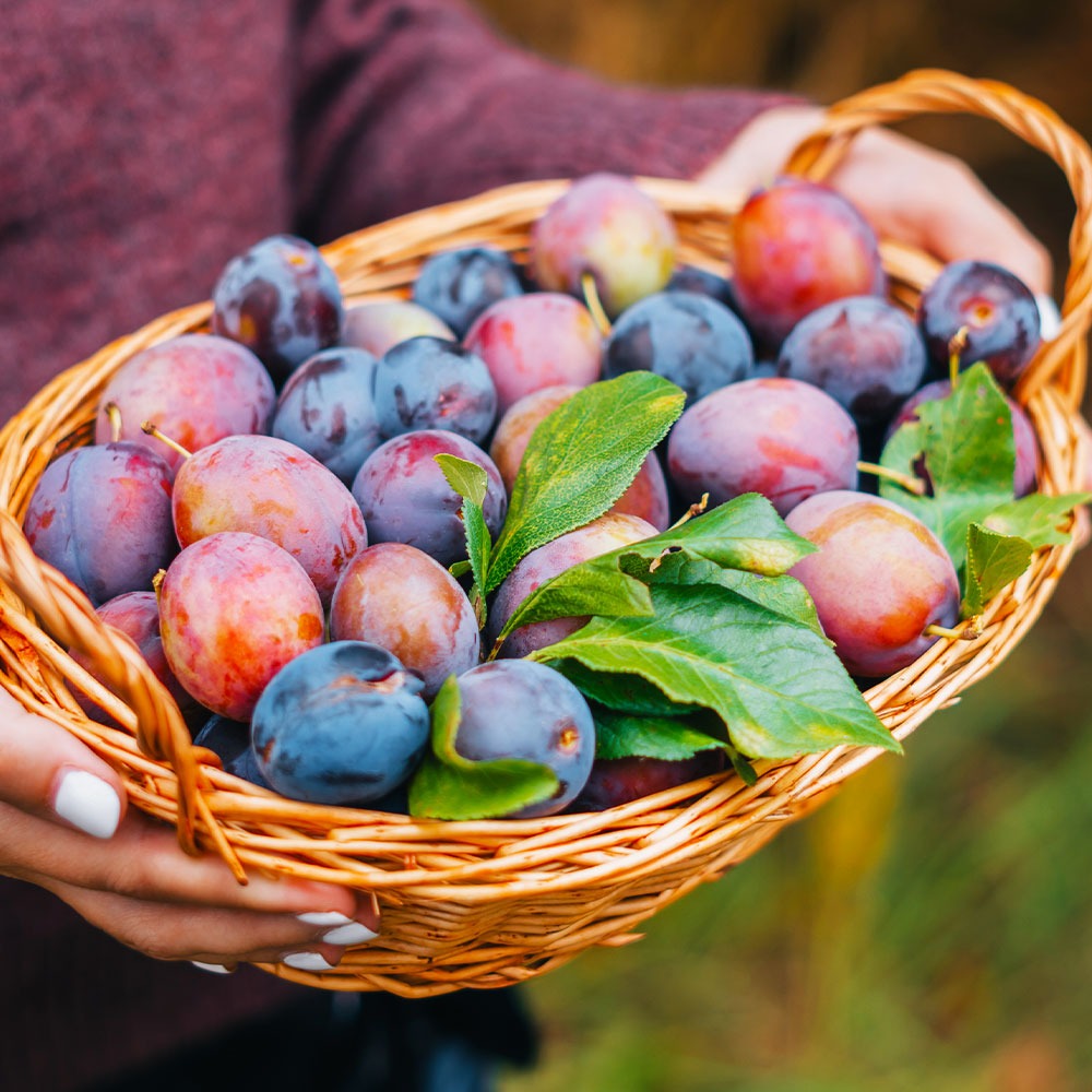 4-in-1 Plum Tree