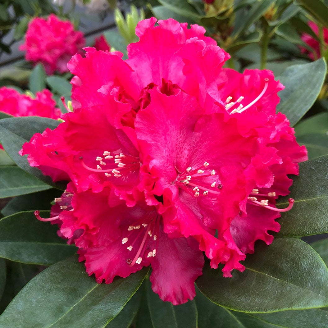 Holden'sTM Red Hybrid Rhododendron Shrub