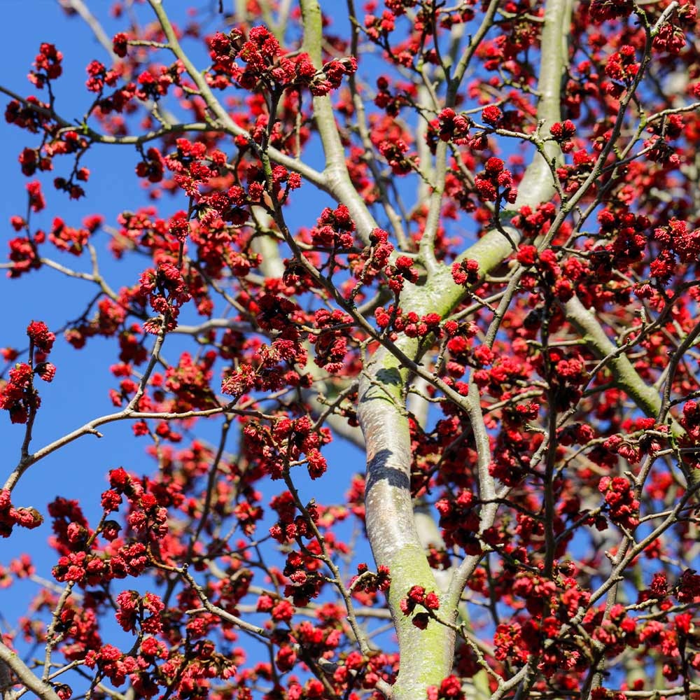 Persian SpireTM Parrotia