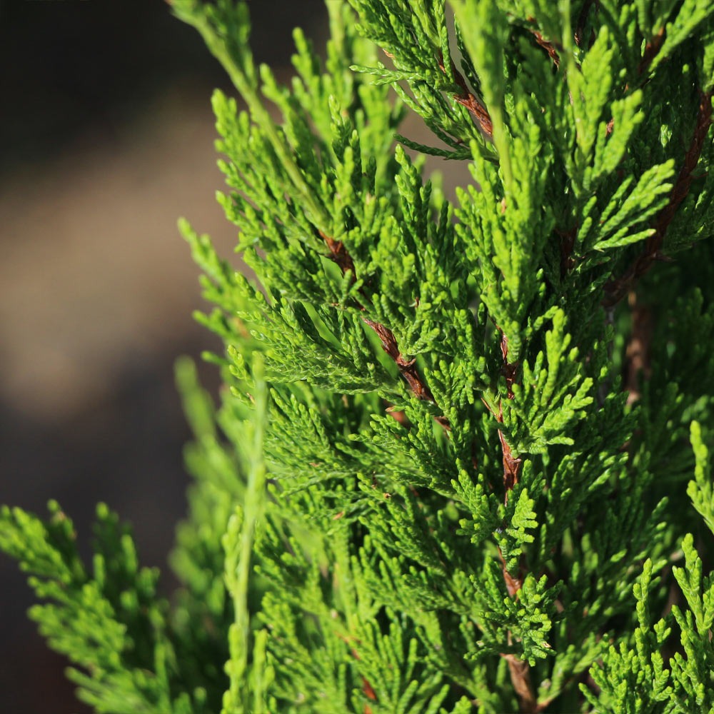 Emerald Spiral Thuja Tree