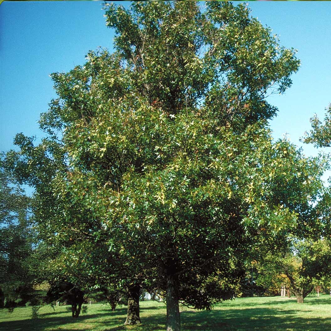 Nuttall Oak Tree