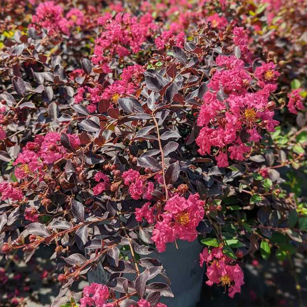 Black Diamond® Pave PinkTM Crape Myrtle Bush