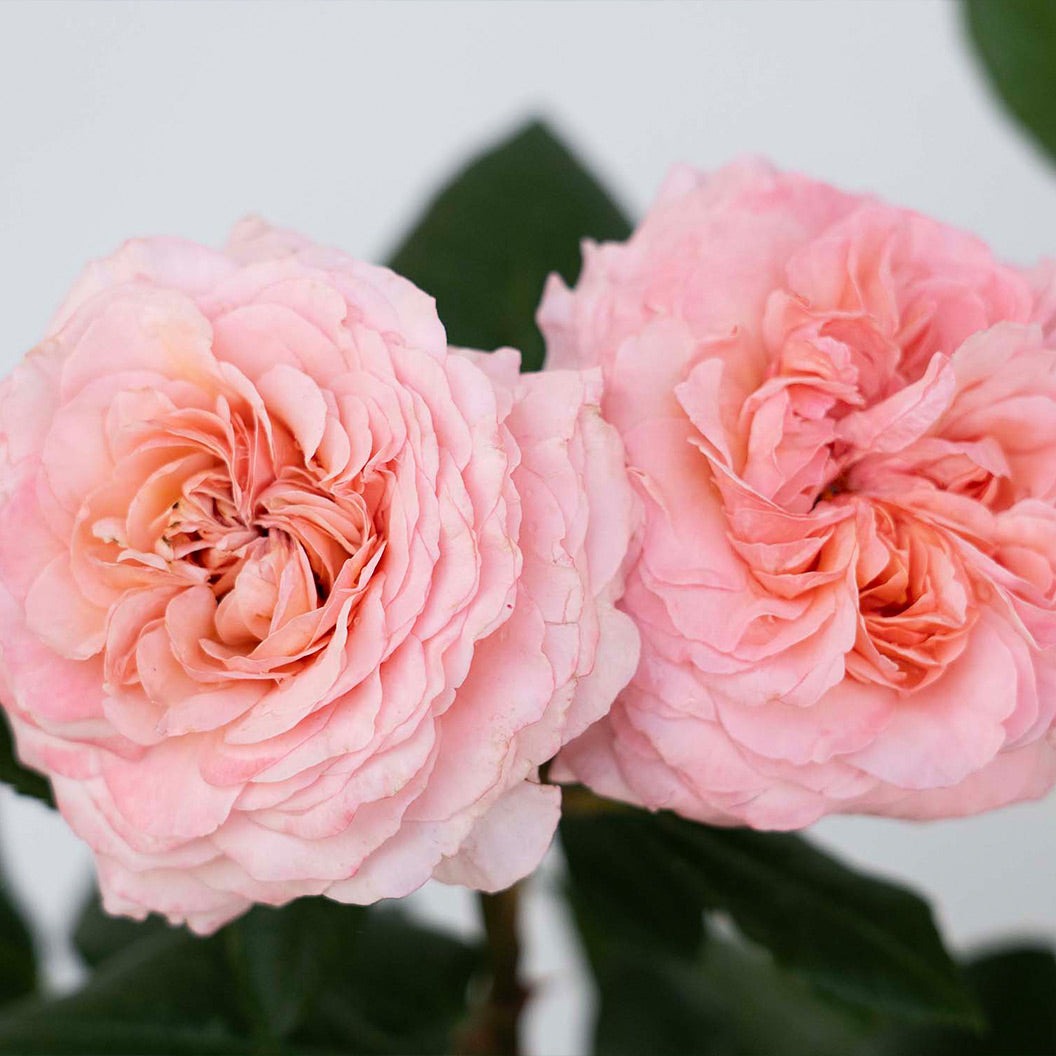 Martha StewartTM Hybrid Tea Rose