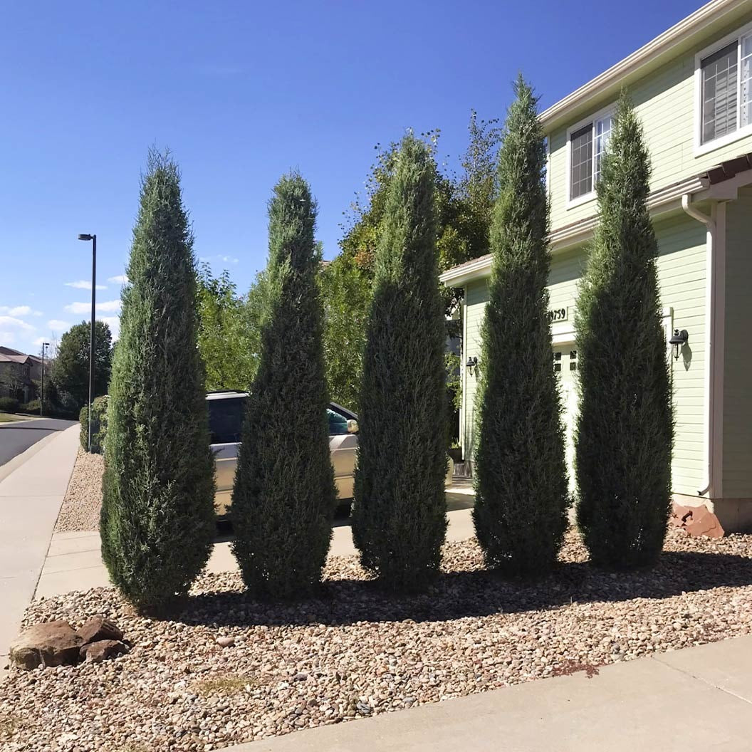 Woodward Juniper Tree
