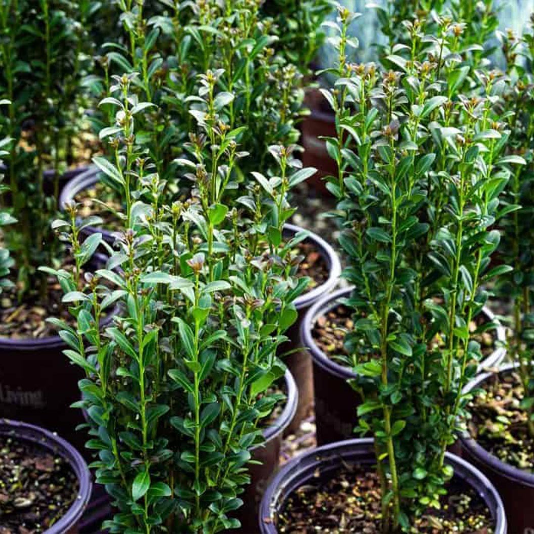Southern Living® Red SkyTM Holly Shrub