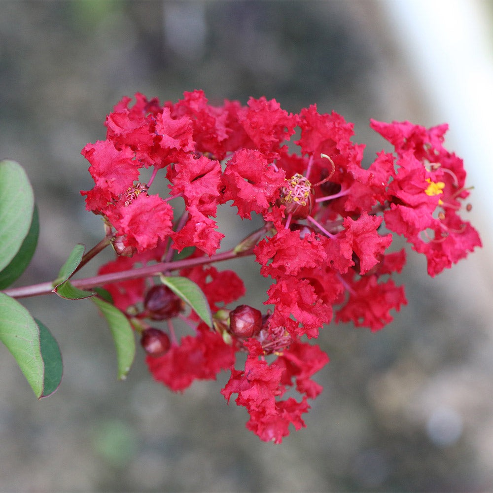 Garnet KingTM Emerald Empire® Crape Myrtle Tree