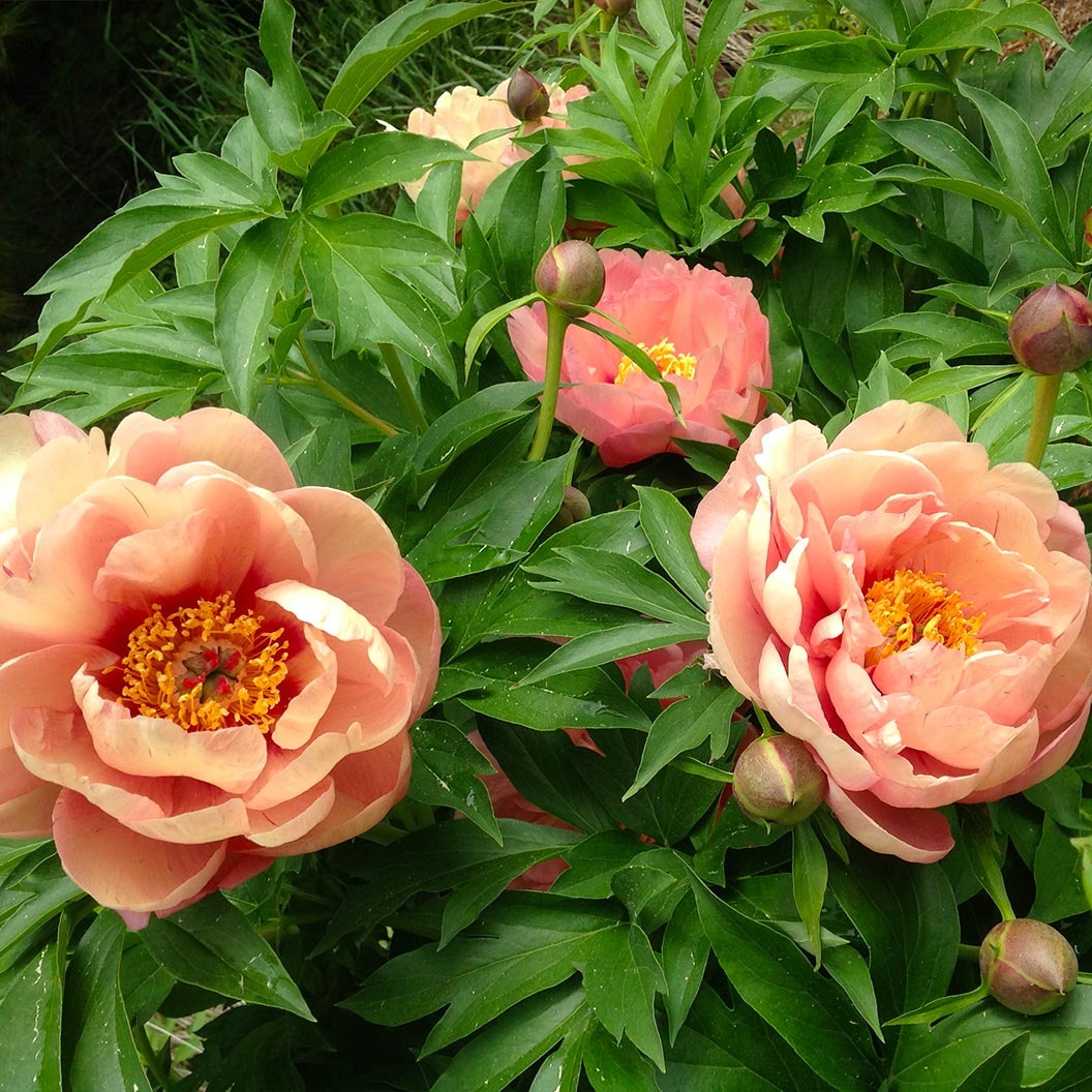 Garden Candy® Peach A LiciousTM Itoh Peony Plant