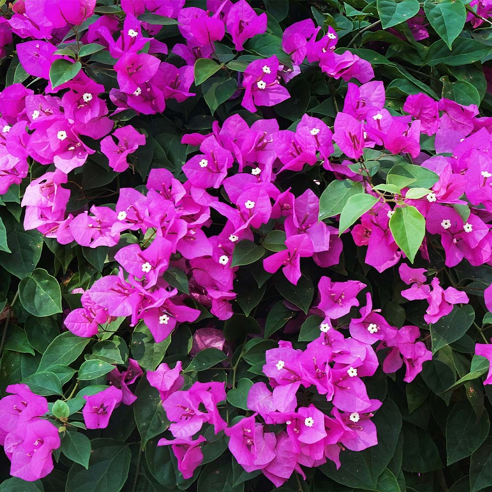 New River Purple Bougainvillea Shrub