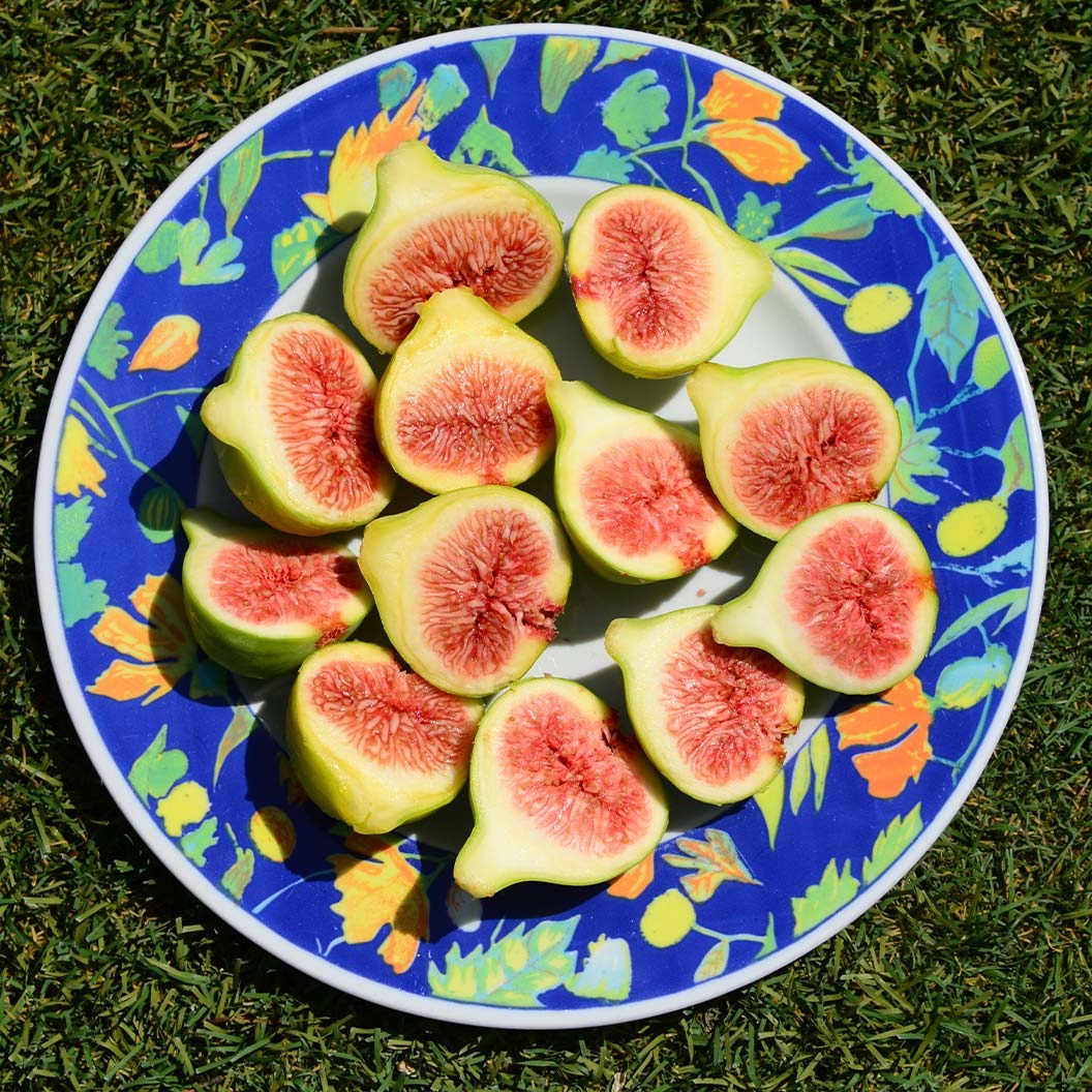 Olympian Fig Tree