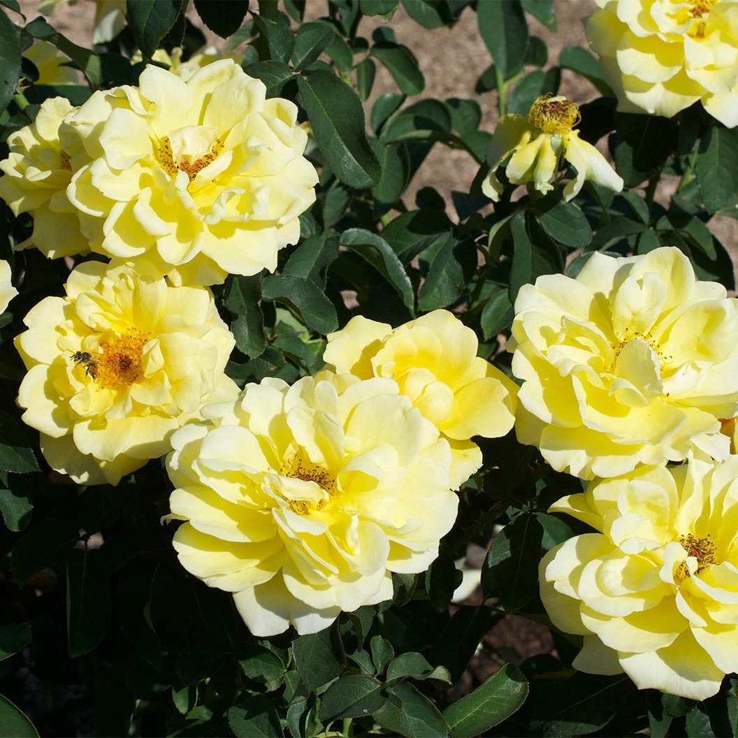 Bee HeavenTM Rose Shrub