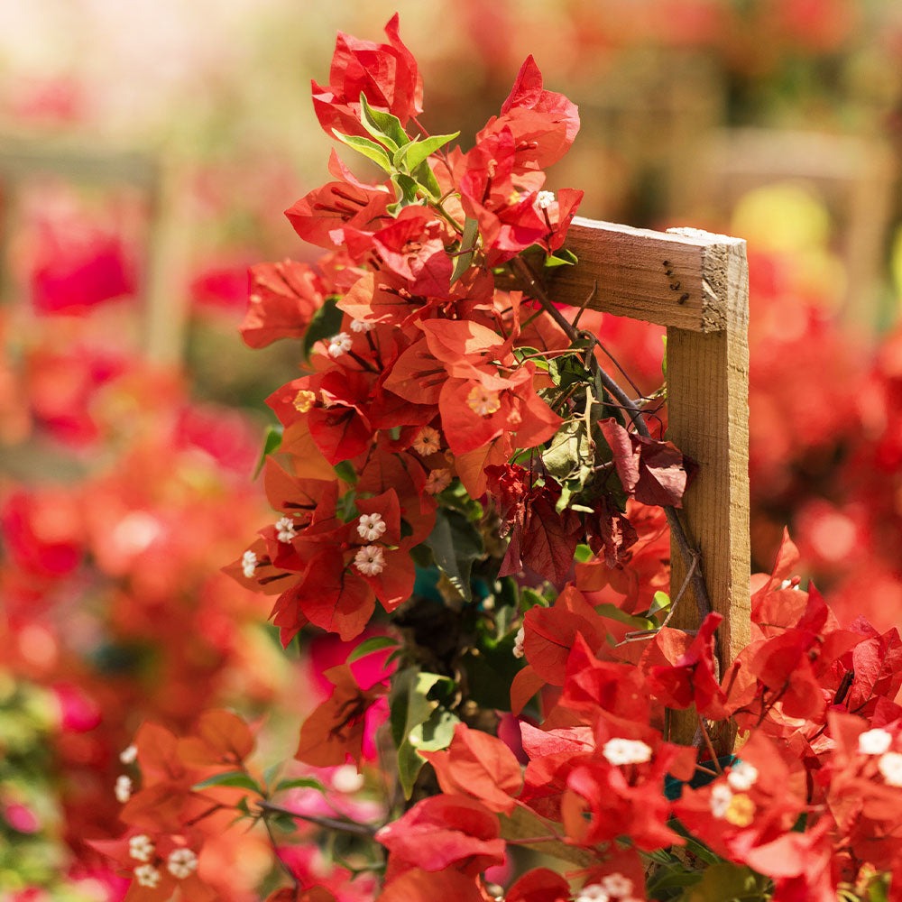 Sundown Orange Bougainvillea Vine