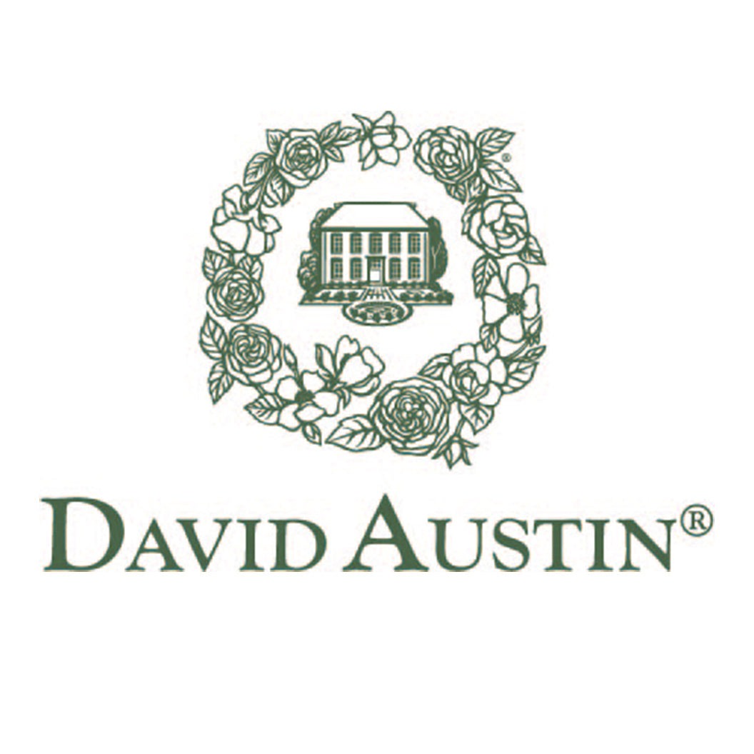 David Austin® Charles Darwin Rose Shrub
