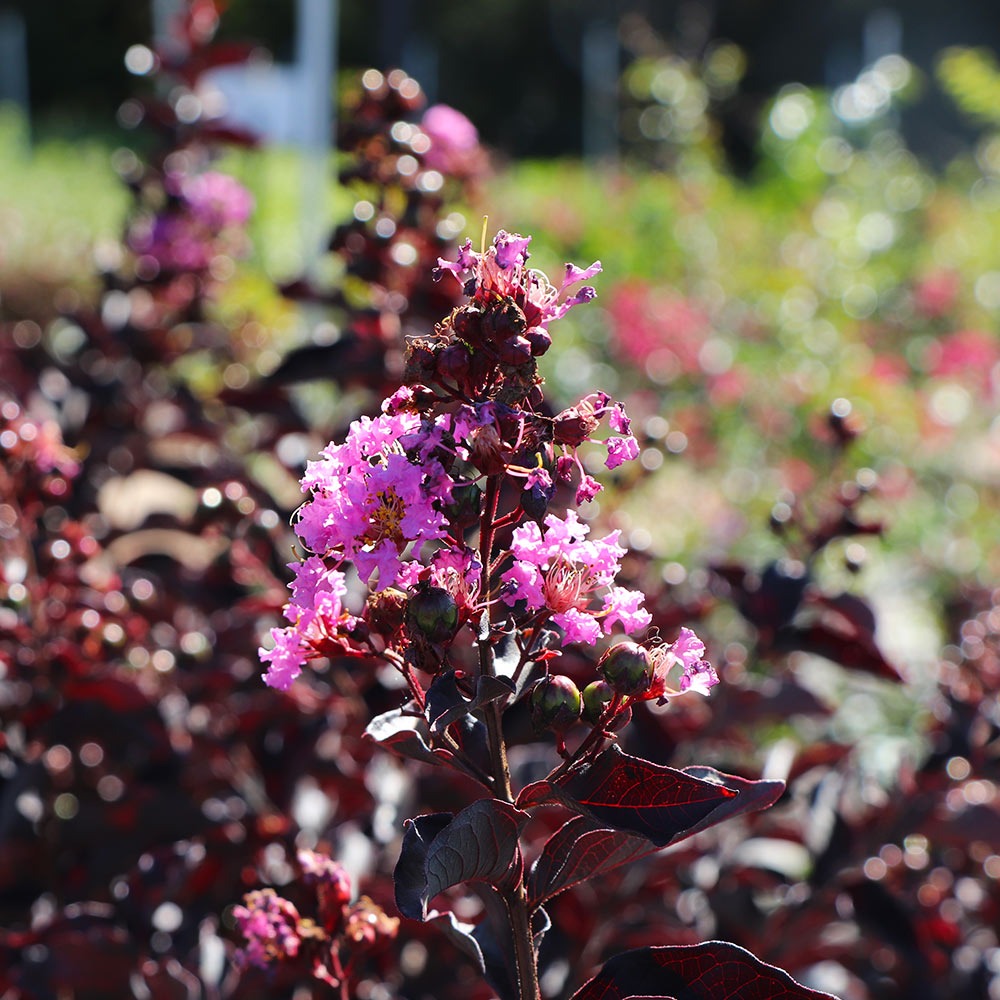 ThunderstruckTM Lavender BlastTM Crape Myrtle Tree