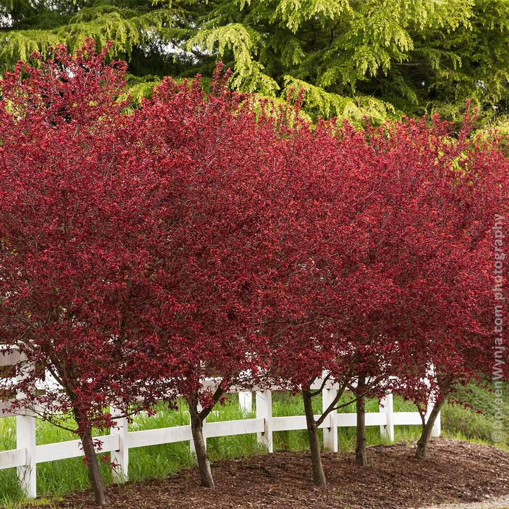 Thundercloud Plum Tree