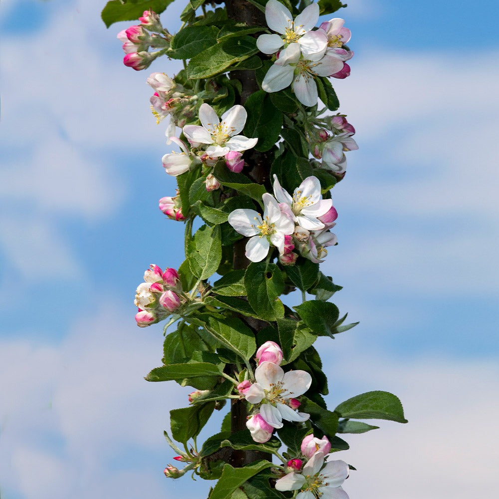 Fruit Snacks® Tangy GreenTM Columnar Apple Tree