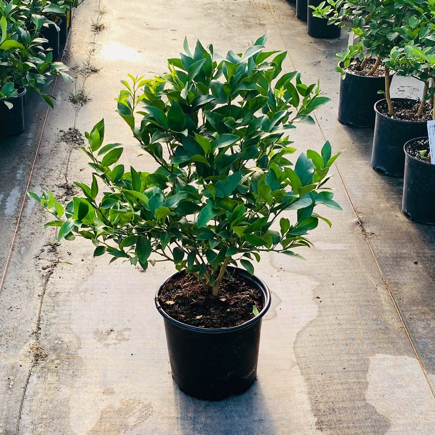 Meyer Lemon & Limequat Cocktail Bush