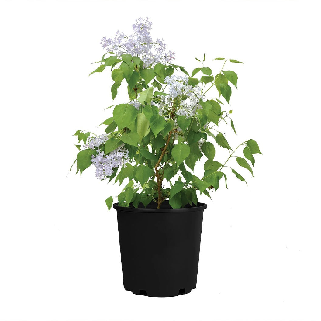 New AgeTM Lavender Syringa Shrub