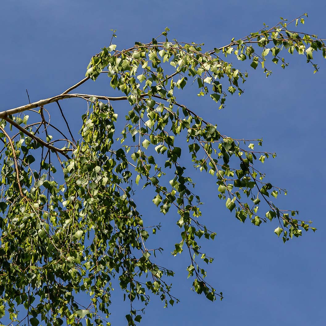 City Slicker® River Birch Tree