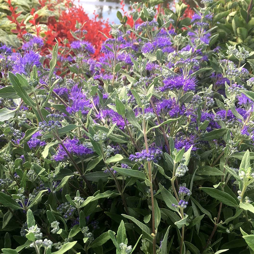 Blue Mist Bluebeard Shrub