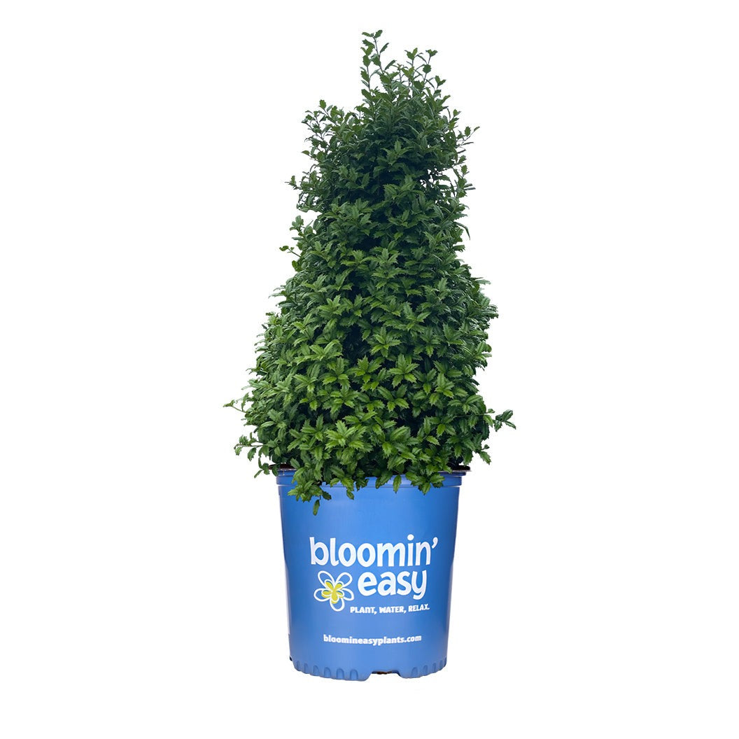 Great NeighborTM Holly Shrub