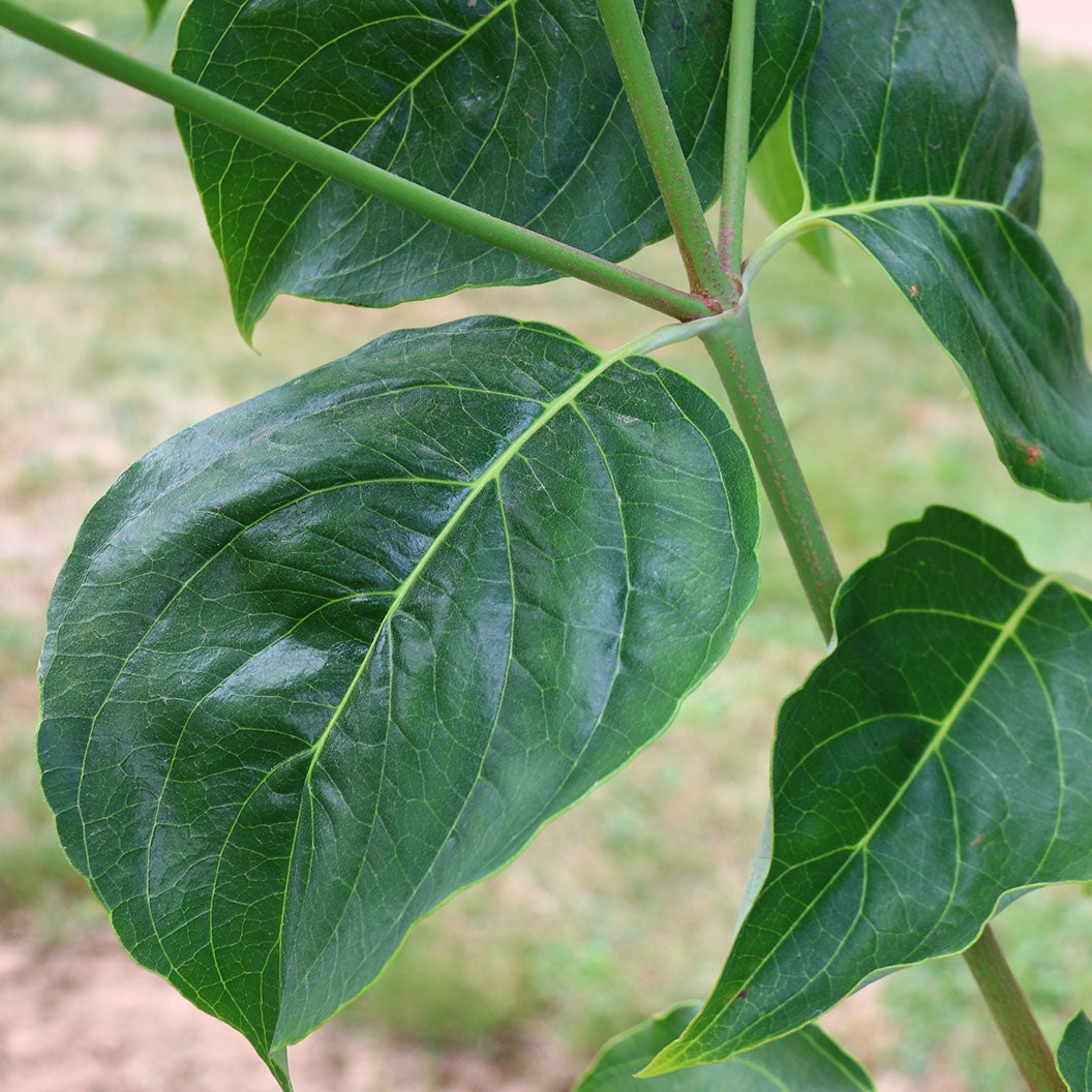 CloudburstTM Dogwood Tree