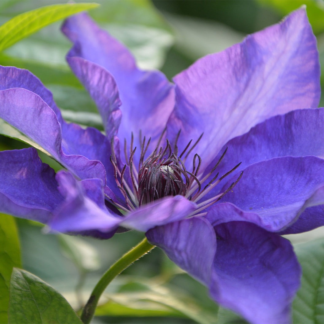Clematis VancouverTM Purple Tide Vine