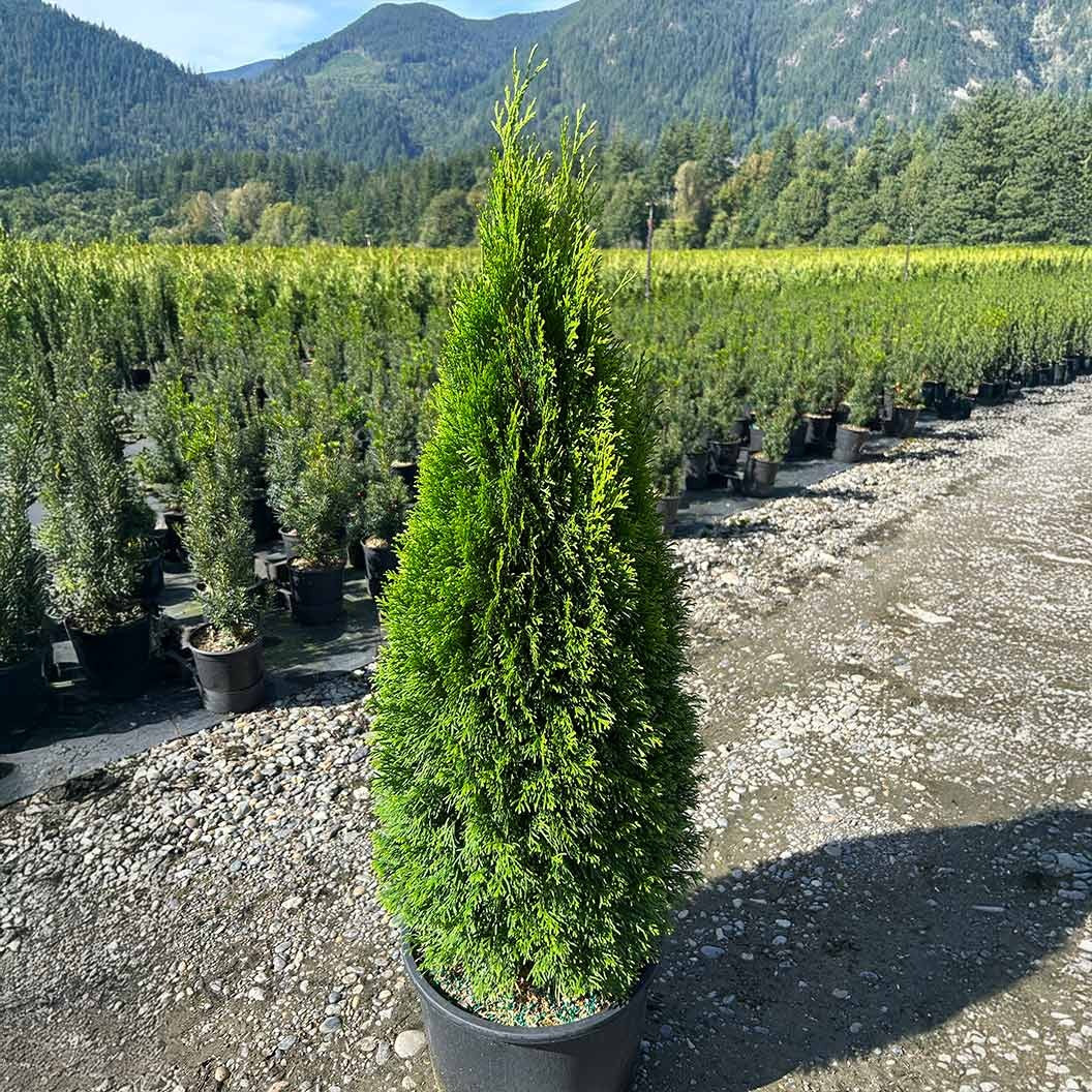 Emerald PetiteTM Arborvitae Tree