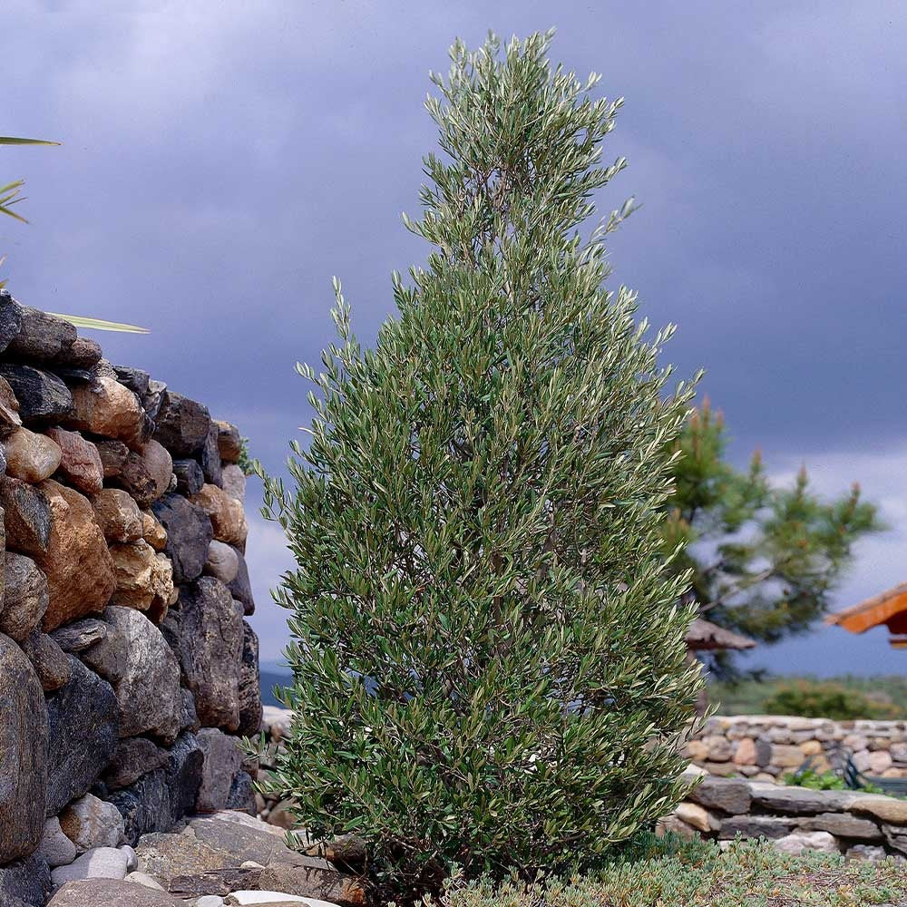 Little Ollie' Dwarf Olive Tree