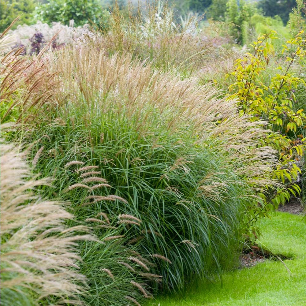 Perennial Plants