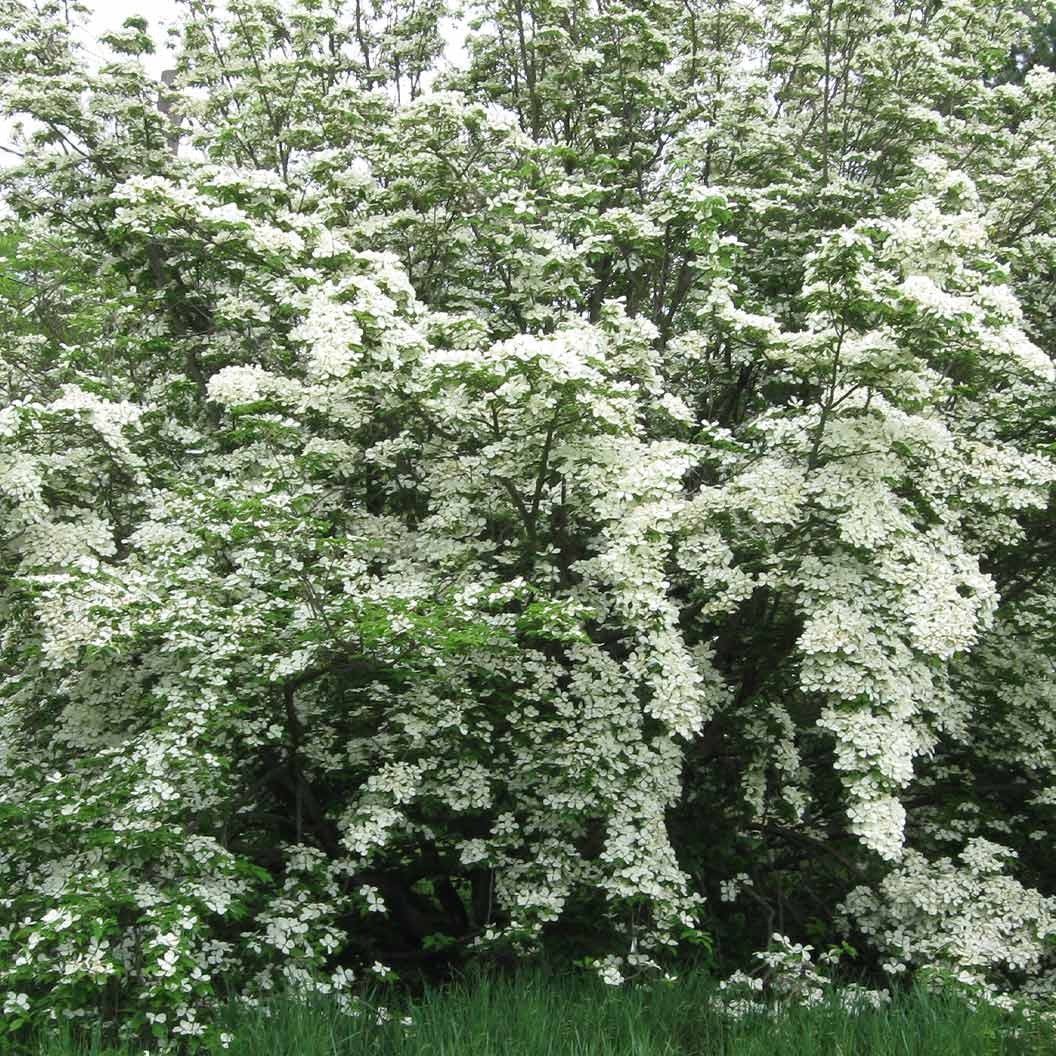 Constellation® White Dogwood