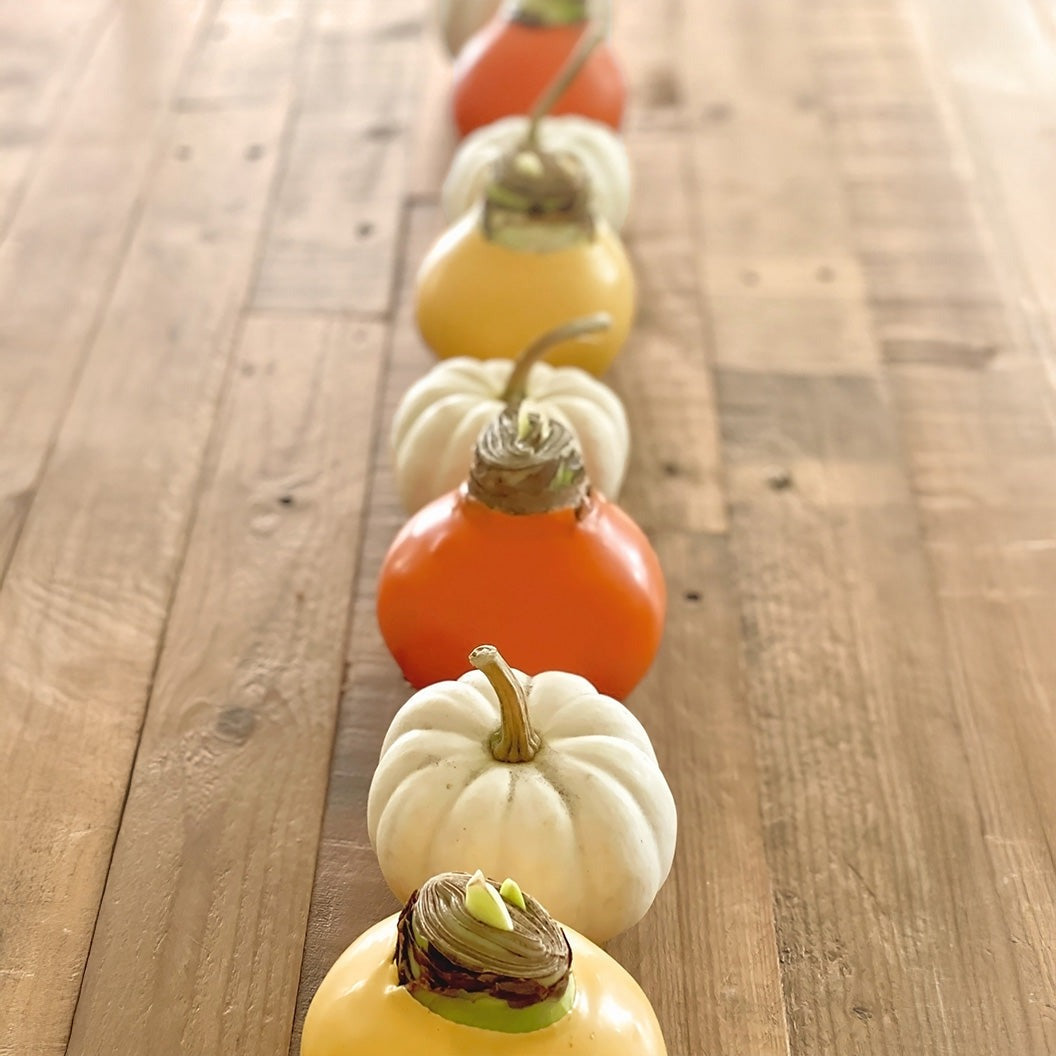 Cranberry Wax-Dipped Amaryllis Bulb with Sovereign Blooms