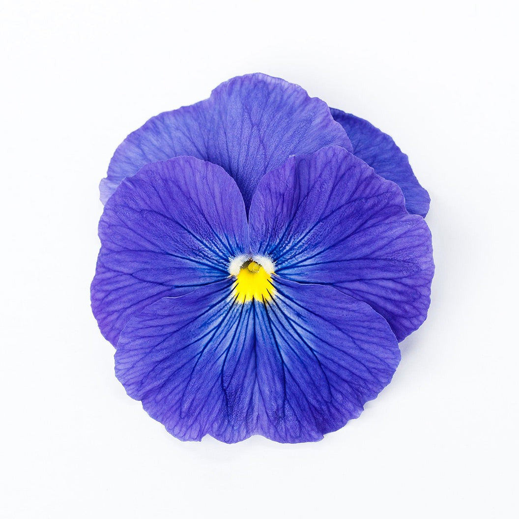 DeltaTM Pro True Blue Pansy Plant