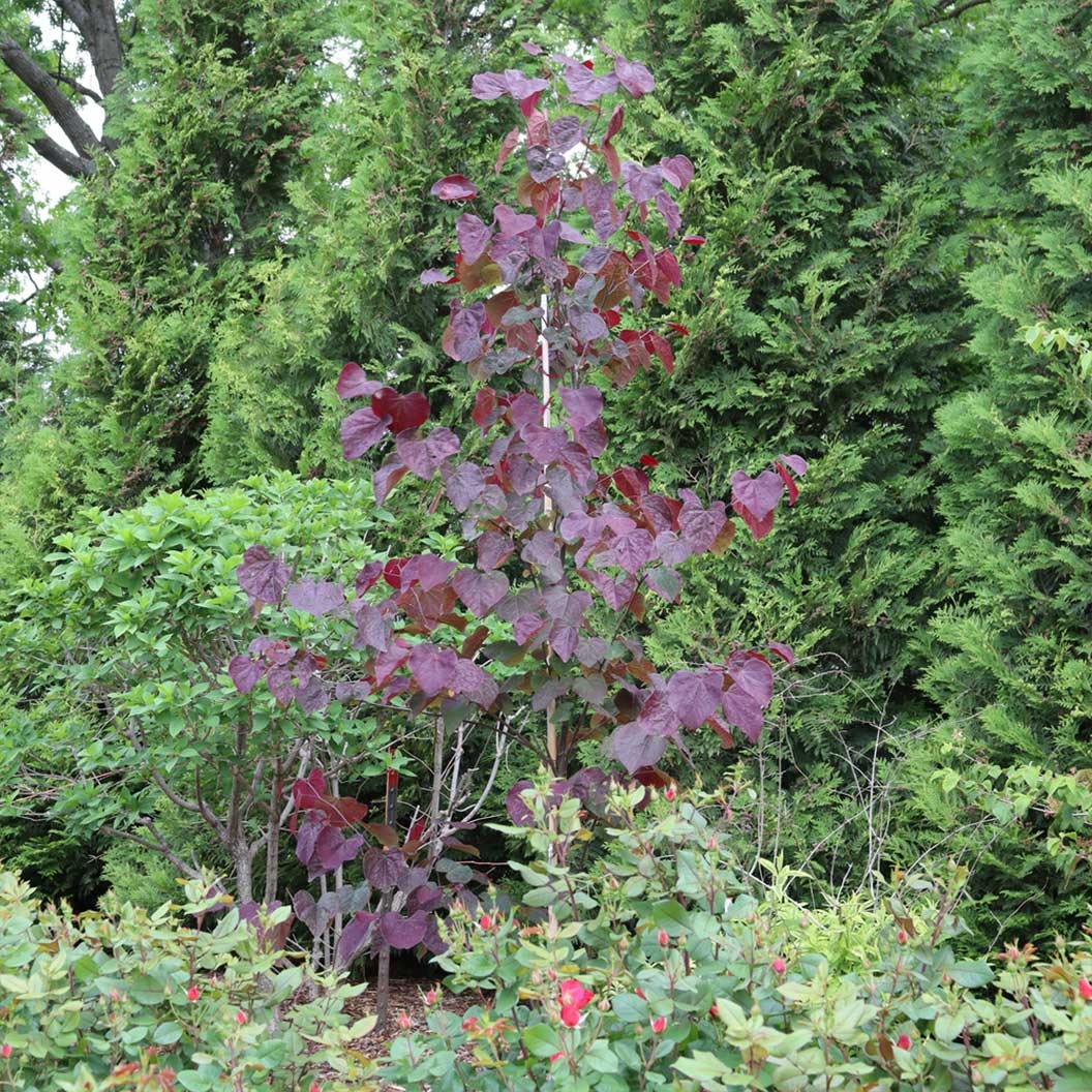 Midnight ExpressTM Redbud Tree