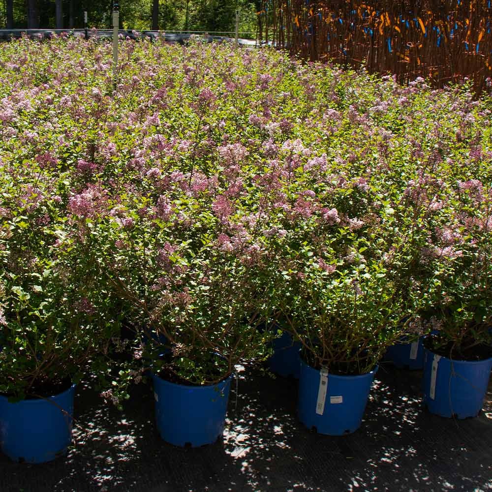 Dwarf Korean Lilac Shrub